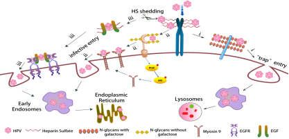 E:\Study\研究生课题\张洋\HPV paper submit\submit\HPV 图片修改-21.07.28\HPV 内吞机制图-21.07.25.tif