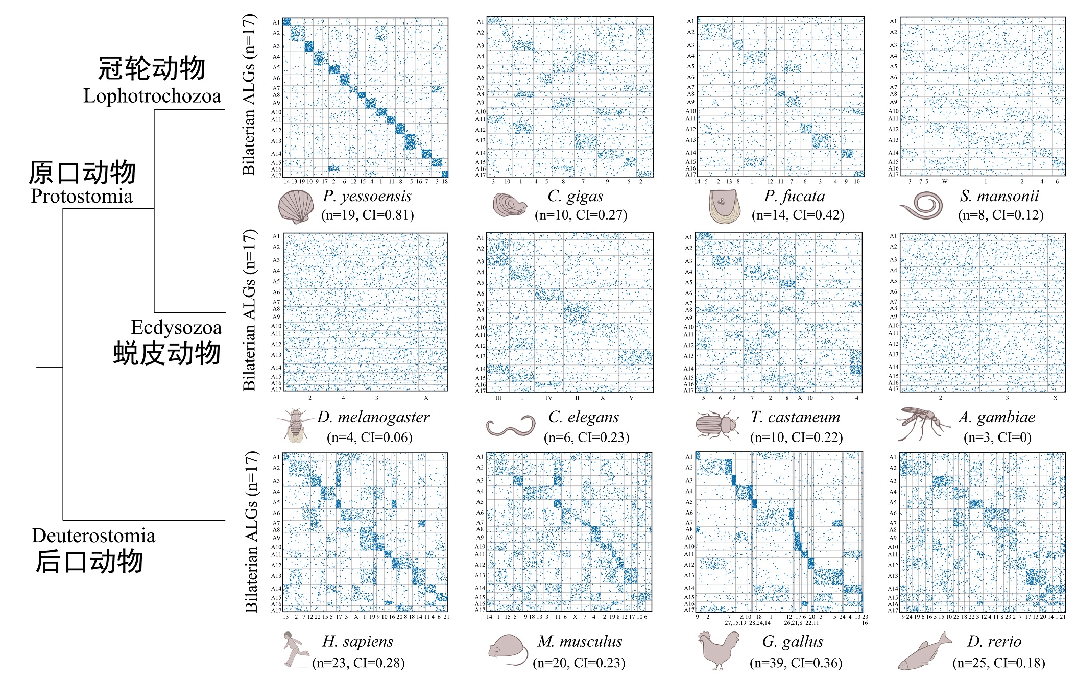 图1. 扇贝(p. yessoensis) 近乎完美地保留了双侧对称动物祖先的染色体核型