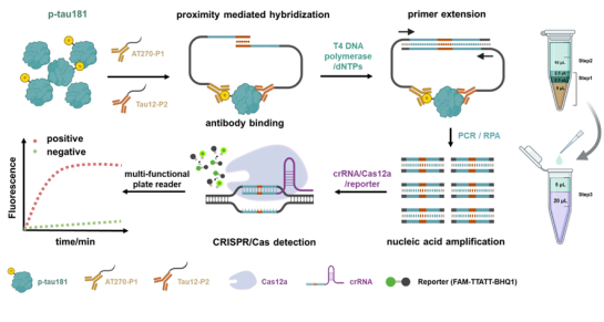 【赵峡课题组】在抗糖尿病骨关节炎研究方面取得新进展